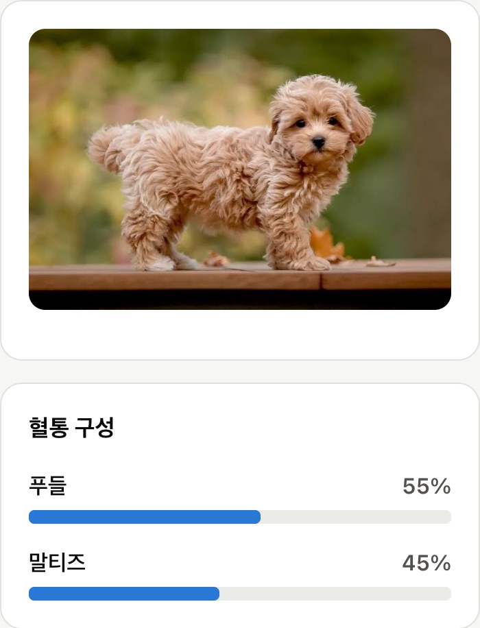 말티푸 사진과 푸들 55%, 말티즈 45%로 나온 혈통 구성 결과